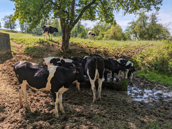 Troupeau de vache s\'abreuvant