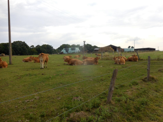Troupeau de vache