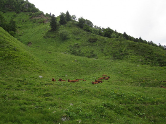 Vaches salers