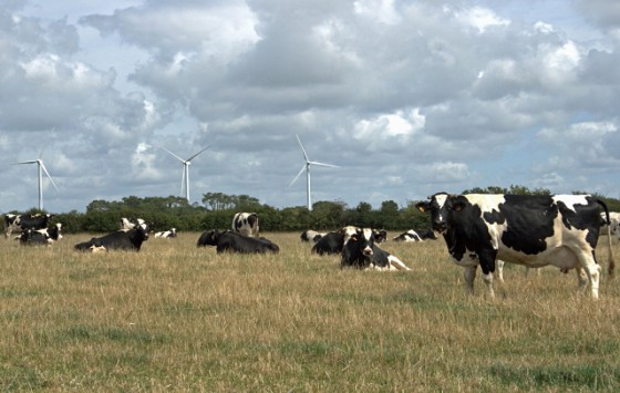 Ah! Qu\'elles sont jolies les vaches de mon pays!