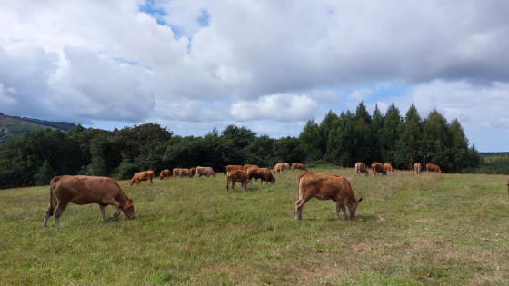 Troupeau de vaches