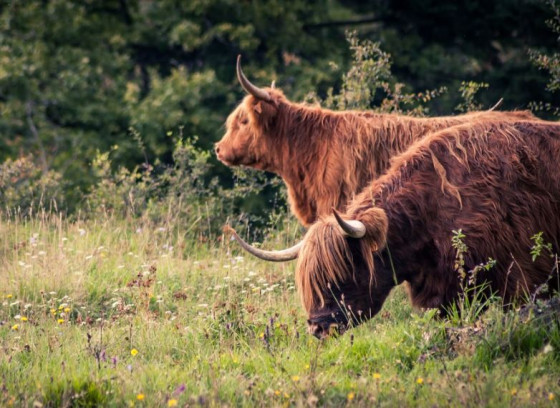 Bovins Highland