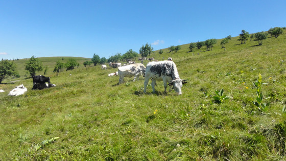 Troupeau sur les pentes du Honneck