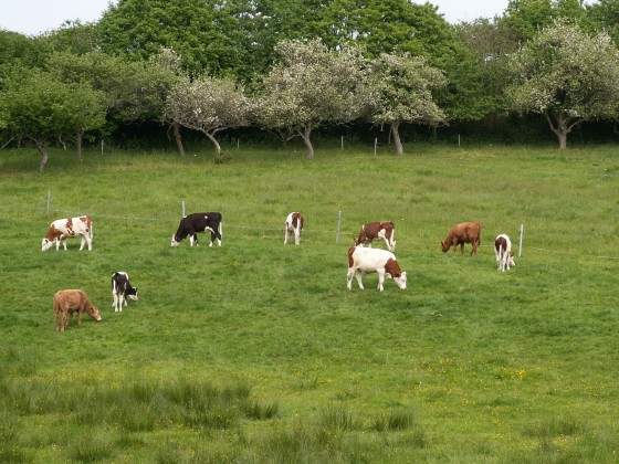 Troupeau tranquille dans un cadre bucolique