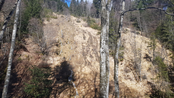 Tufière de Bontey à Plancherine