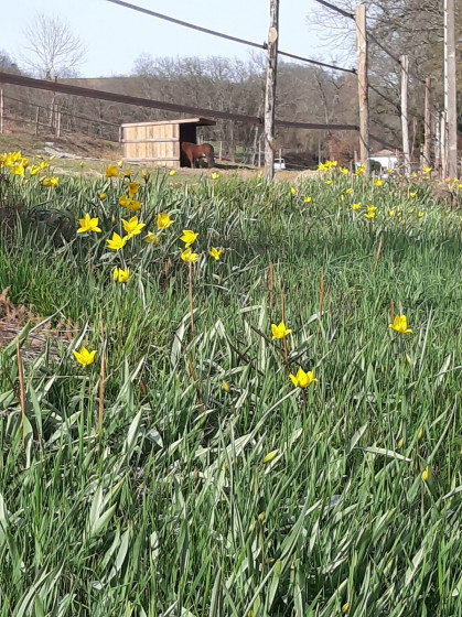 Tulipes sauvages