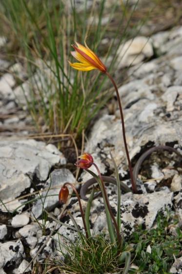 Tulipes