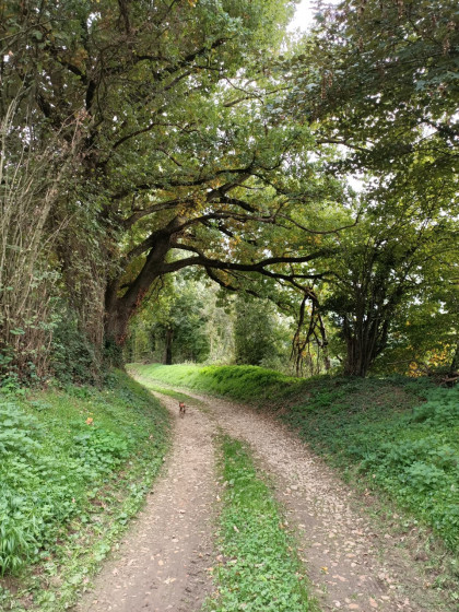 Tunnel de v&eacute;g&eacute;tation