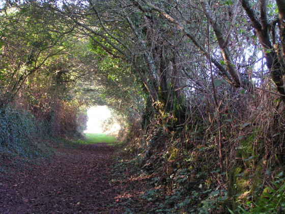 Tunnel de verdure