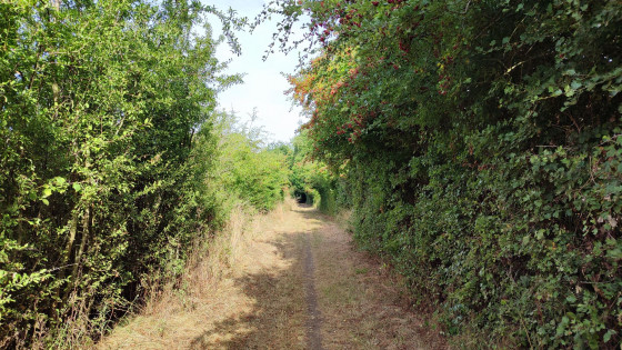 Tunnel de verdure