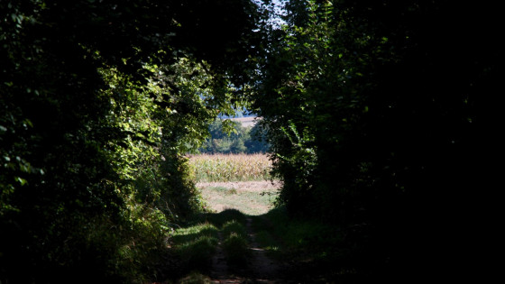 Tunnel de verdure