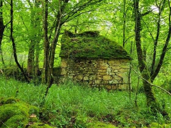 Un abri dans la forêt.