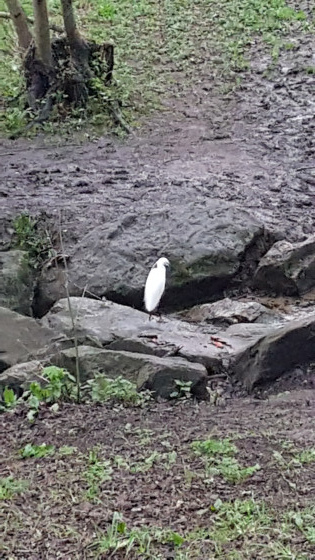 Un aigrette garzette