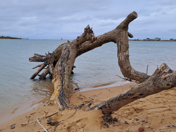 Un arbre à la mer