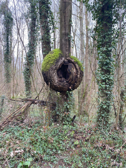 Un arbre bizarre
