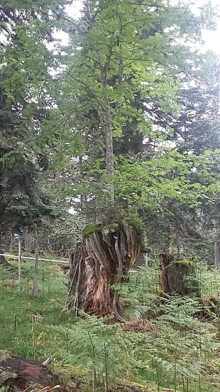 Un arbre dans un arbre
