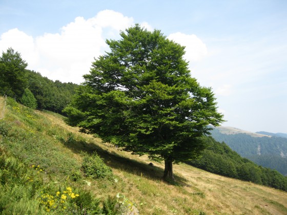 Un arbre derrière l\'auberge de Steinwasen