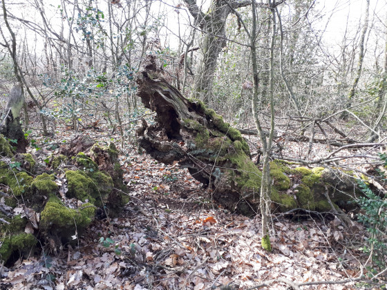 Un arbre le long du sentier en forme de gueule ouverte géante