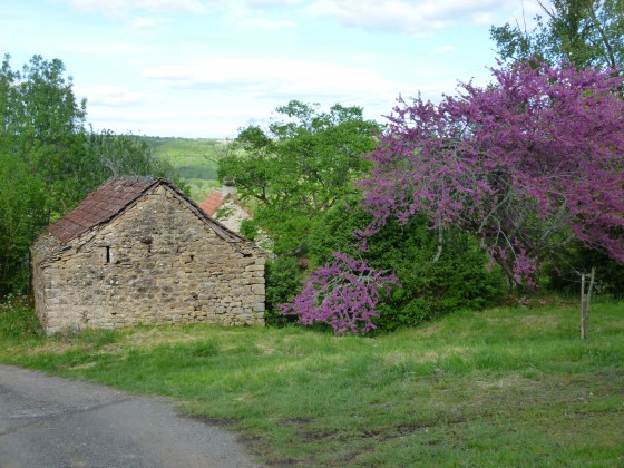 Un arbre magnifique