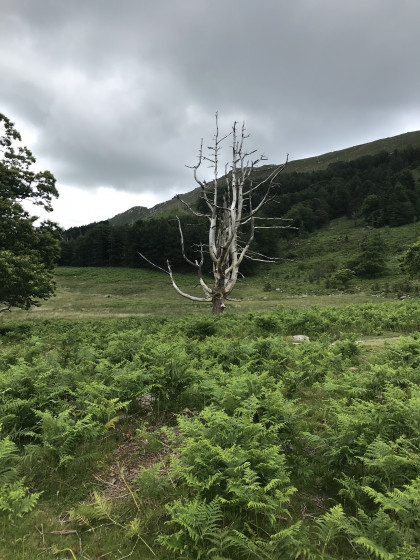 Un arbre mort au col des trois fontaines