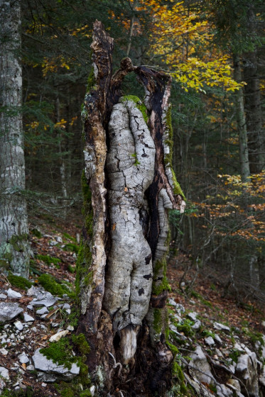 Un arbre mort.