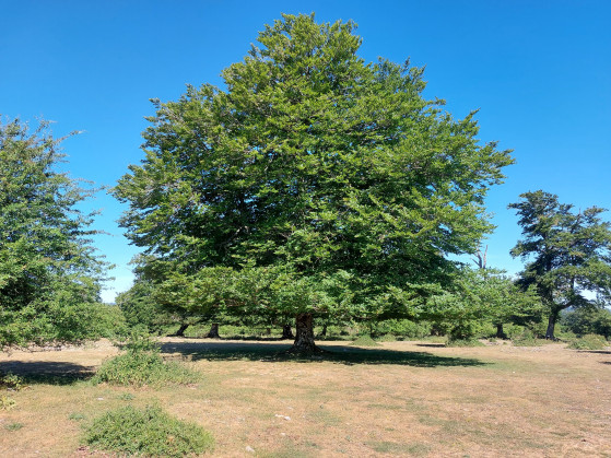 Un arbre remarquable