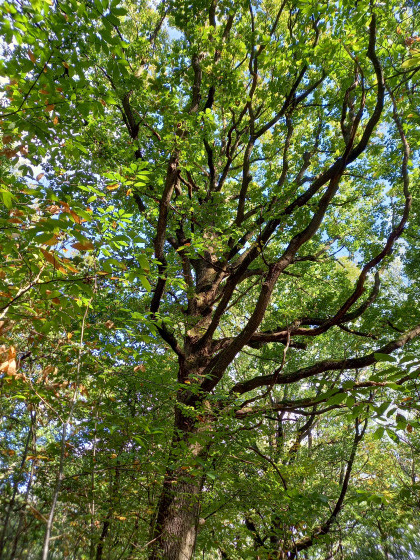 Un arbre splendide au c&oelig;ur de la for&ecirc;t