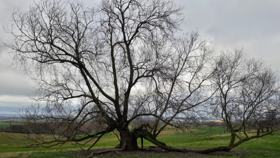 Un arbre sur le chemin .