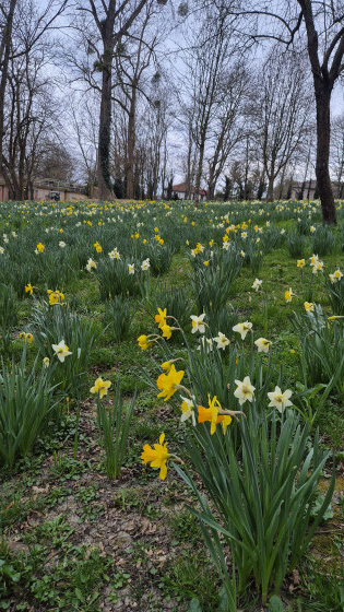 Un avant-goût du printemps