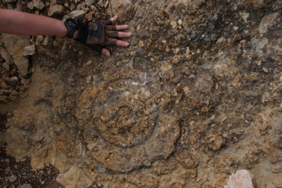 Un beau fossile