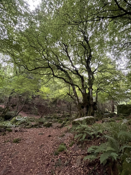 Un bien bel arbre aperçu sur la partie montante