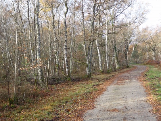Un bois de bouleaux traversé par le GR Pays de Sologne