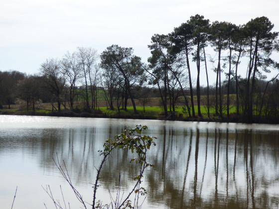 Etang et ses reflets