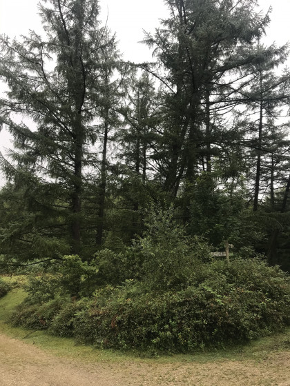 Un bouquet d'arbres au col