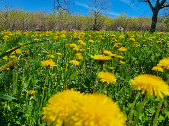 Un bouquet de fleurs champêtres !