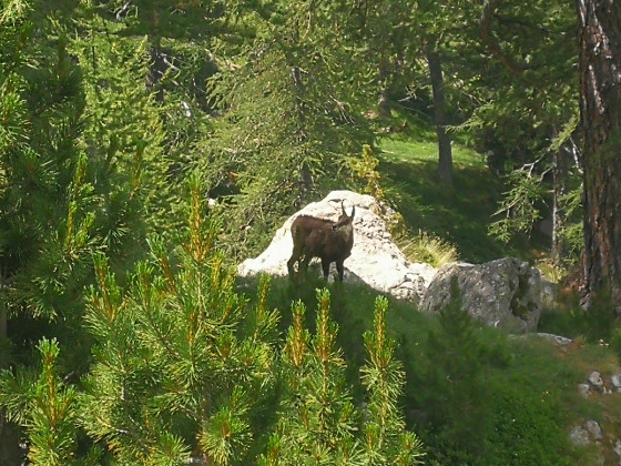 Un chamois en toile de fond ...