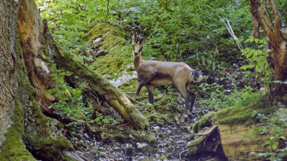 Un chamois