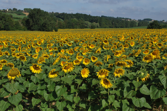 Un champ de soleils