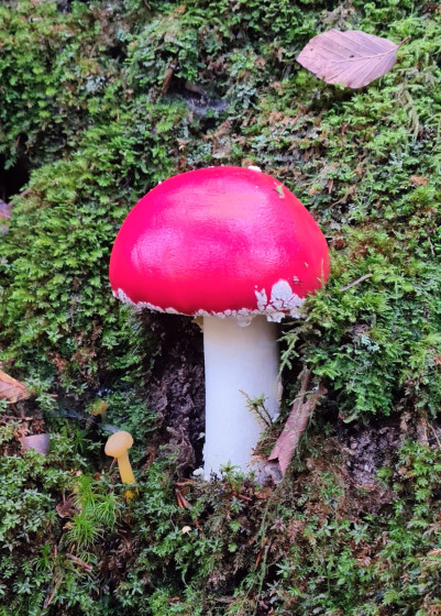 Un champignon rouge toxique sur le chemin.