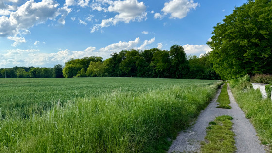 Un chemin avec vue sur les champs