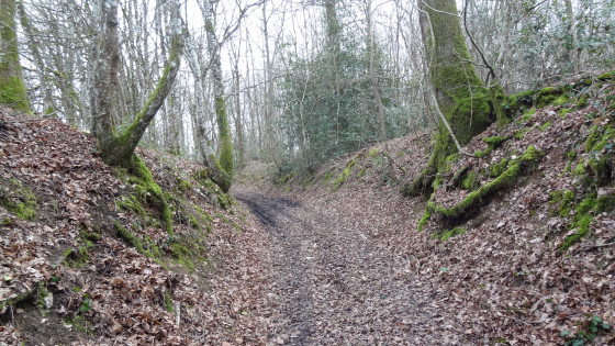 Un chemin creux