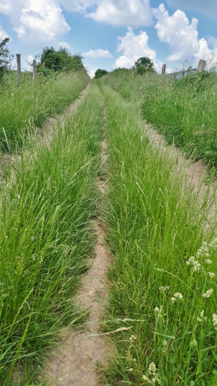 un chemin enherbé...