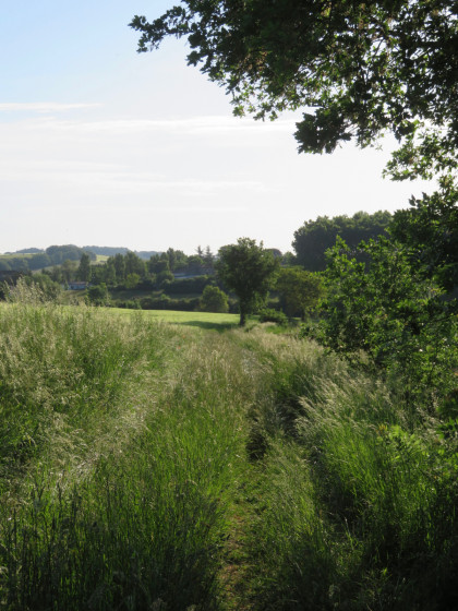 Un chemin exub&eacute;rant