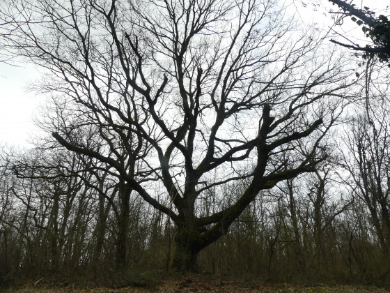 Un ch&ecirc;ne en hiver (en approche de Sollognes en Montois)