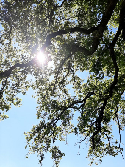 Un chêne pour s\'abriter du soleil ...