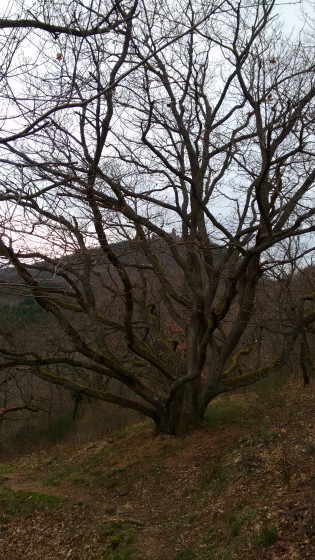 Un chêne sur le sentier de l\'ancien vignoble