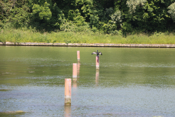 Un cormoran sur un pilier au bord du canal