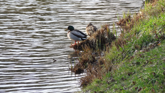 Un couple de canards