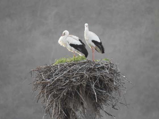Un couple de cigognes dans le marais