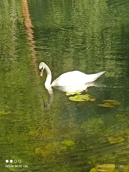 un cygne parmi temps d'autres